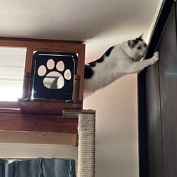 「トムさん、新・現場監督就任へ」サムネイル2