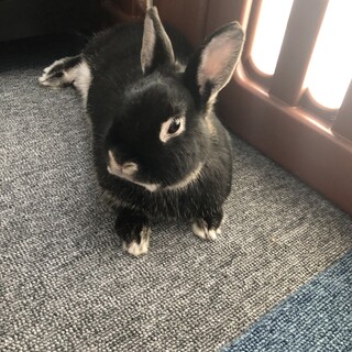 ネザーランドドワーフのメス