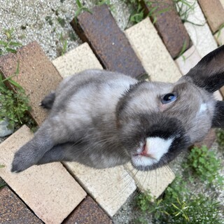 ネザーランドドワーフの男の子