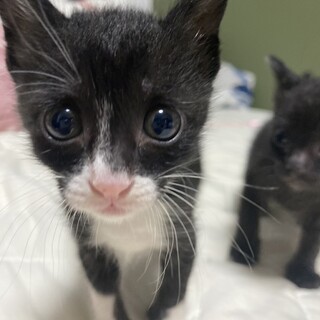 プロフ画像の子猫里親募集中です✨譲渡 保護猫と家族をつなぐ譲渡会 @hogoneko_to_kazoku2022 で現在