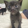 子猫2匹の里親募集してます！ サムネイル2