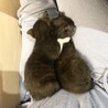 子猫2匹の里親募集してます！ サムネイル3