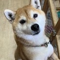 元気いっぱいな女の子☆穂-すい-ちゃん