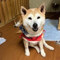 ツンデレ女子☆塩対応が可愛い絃-いと-ちゃん