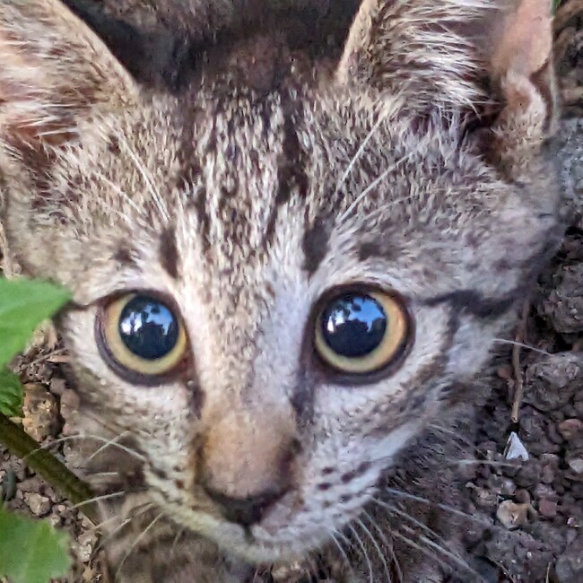 pinkrose2222のカバー写真