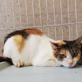 少し怖がりなミケちゃん