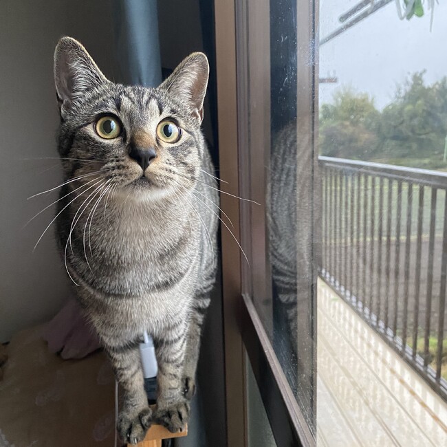 たむたむですよのカバー写真