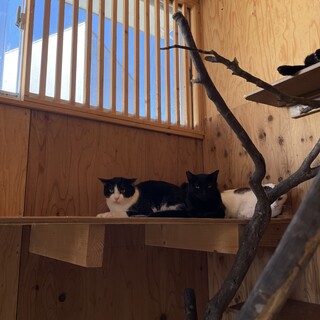 性格は穏やかな春日くん