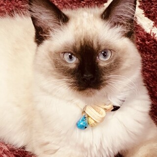 2歳のソックスです。誰にでも懐きます！