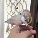 シナモン文鳥