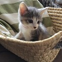 三毛のミケちゃん❤️