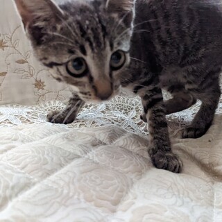 元気なキジトラの女の子です