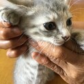 カギしっぽのラッキーちゃん❤️