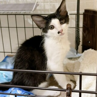 子猫 推定4ヶ月 甘えん坊 里親様募集中