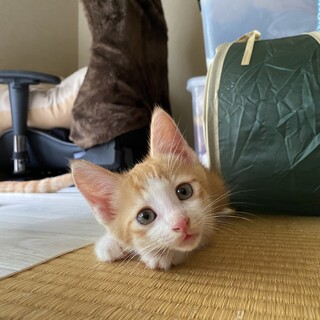 茶白 オス 生後約3ヶ月  