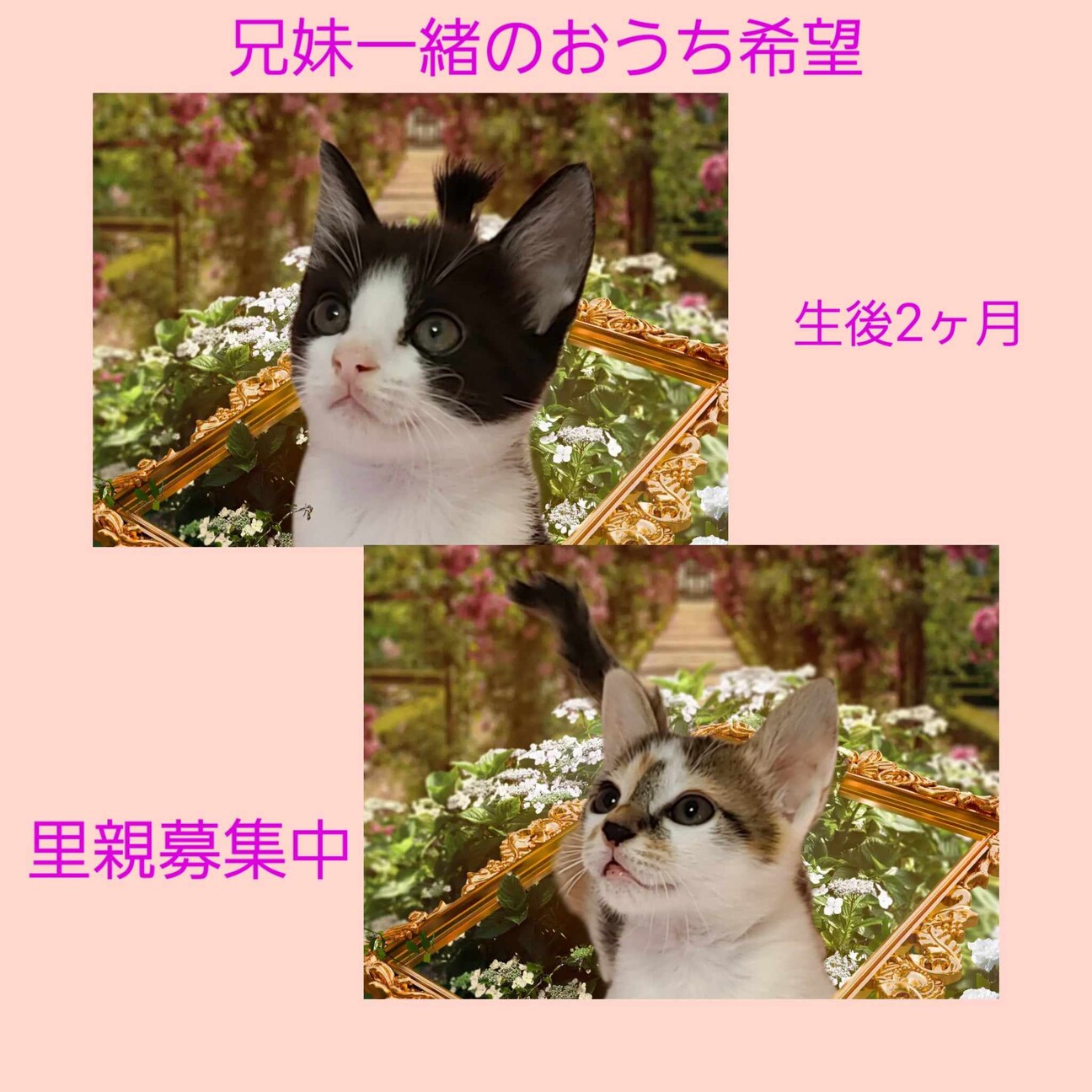 兄妹で一緒のおうちを探してます！ サムネイル5