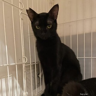 好奇心旺盛な奏