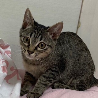 ■抱っこok　じゅんちゃん