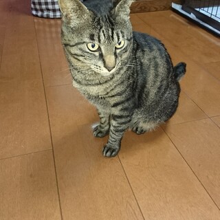甘えん坊さんのキジトラ猫ちゃん