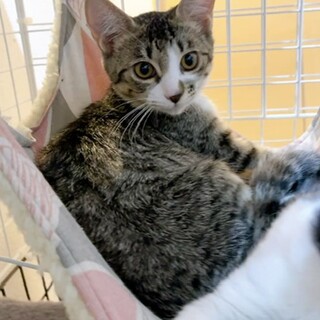 子猫 推定4ヶ月 家族に迎えてくれませんか？