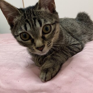 ■シャイガール　つゆちゃん