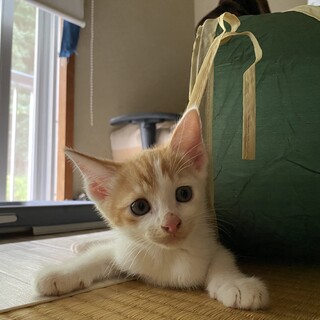 茶白 キジ オス 生後約3ヶ月