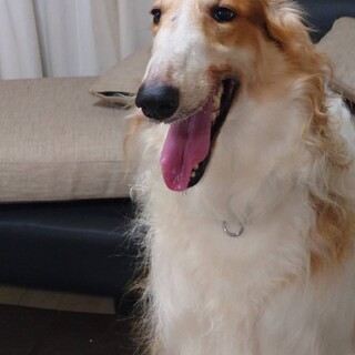 エルくん トライアル決定