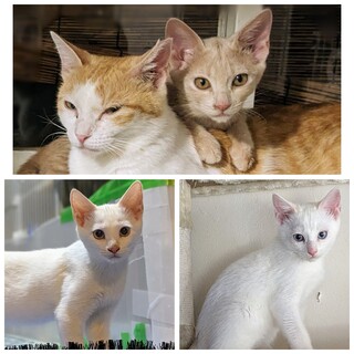 生後４ヶ月くらい　３匹