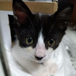 子猫の新しい家族を募集中！