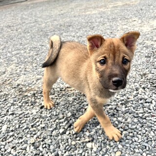 小ぶりな人懐こい4兄弟