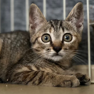 ■綺麗好き　ミルちゃん