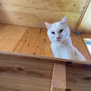 ご飯大好き白井君