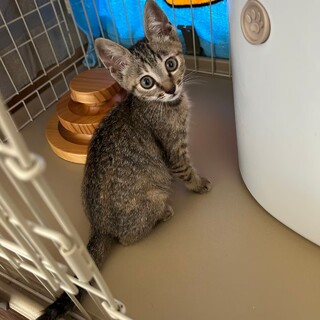 ■マイペース　ミロちゃん