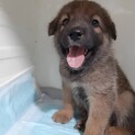 甘えん坊のミックス犬　2ヶ月