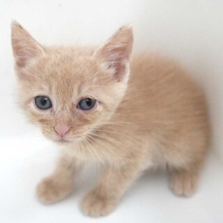 8月7日入所クリームベージュの子猫の男の子