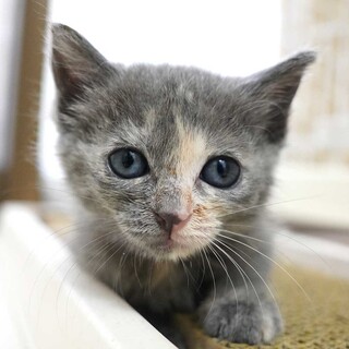 8月7日入所のグレーの子猫の女の子