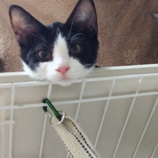 ■撫でるとゴロゴロハイム※募集一時ストップします