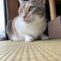 とっても綺麗な三毛猫さん