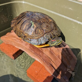 ミドリガメ 甲長22cm