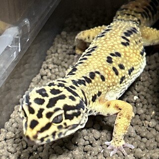 レオパ2匹里親募集です