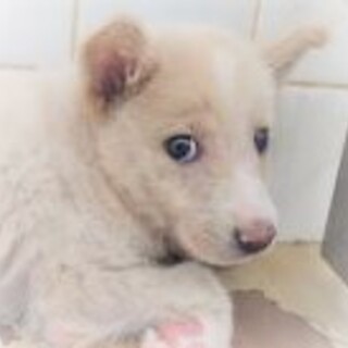 5-3-156◆可愛い子犬◆家族に迎えませんか？