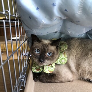 ブルーアイの小柄な女の子♪