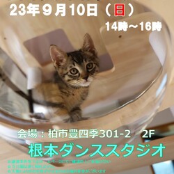 【柏市】9/10（日）根本ダンススタジオ保護猫譲渡会 サムネイル1