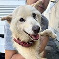 大人しい高齢わんこ♂白MIX小型犬
