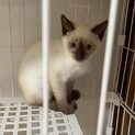 シャム系♪子猫♪ブルーアイ♪男の子