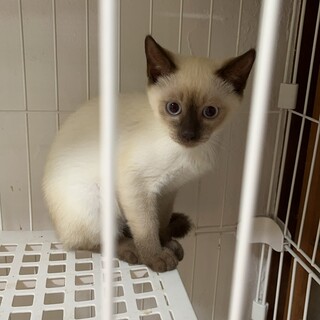 シャム系♪子猫♪ブルーアイ♪男の子