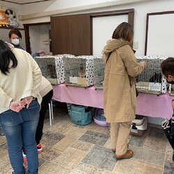 【伊丹】猫の譲渡会フリースペースYAMUTCHI サムネイル3