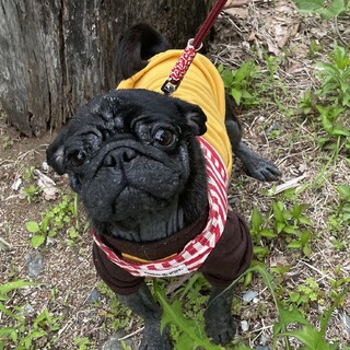 まだまだ子供でワンパク坊主パグの「ツナ」くん