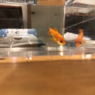 金魚　カルキ抜き、エサお付けします