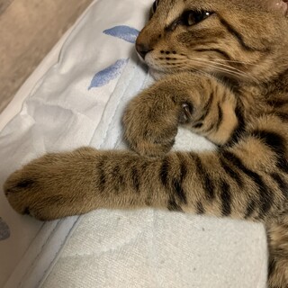 キジトラ3〜4ヶ月の男前